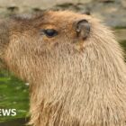 Celebrity capybara Cinnamon spends Christmas with family at home
