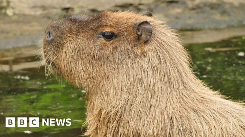 Cinnamon, la capybara célébrité, passe Noël en famille au zoo après son escapade