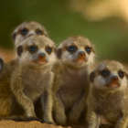 Hugh Bonneville shines a light on The Secret Lives of Animals this December
