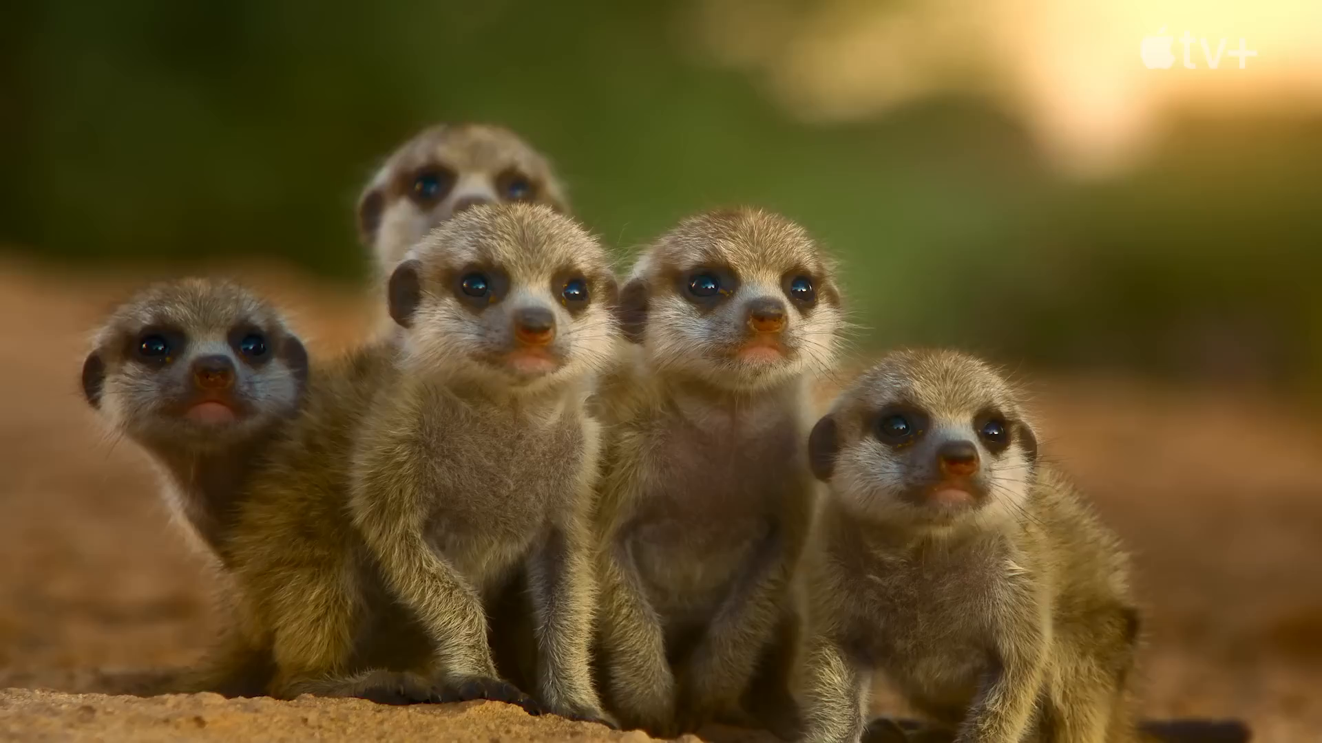 Hugh Bonneville présente “Les vies secrètes des animaux” en décembre