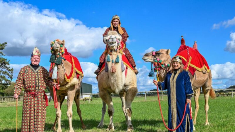 Idlicote Camel brille dans le succès de Disney+