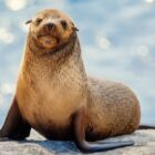 I watched the new Apple TV Plus nature doc, and I prefer it to Planet Earth for these 3 reasons