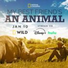 “My Best Friend’s An Animal” Coming Soon To Nat Geo Wild, Hulu & Disney+ – What's On Disney Plus