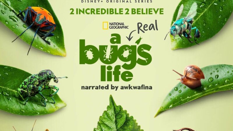 Un aperçu de ‘A Real Bug’s Life’ sur Disney+ avec la bande-annonce