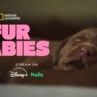 “Fur Babies” Coming Soon To Nat Geo Wild, Hulu & Disney+ – What's On Disney Plus
