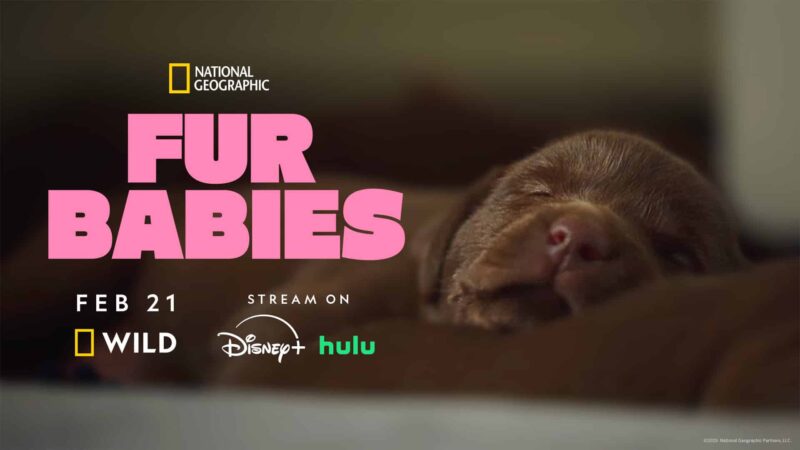 Fur Babies bientôt sur Nat Geo Wild, Hulu et Disney+