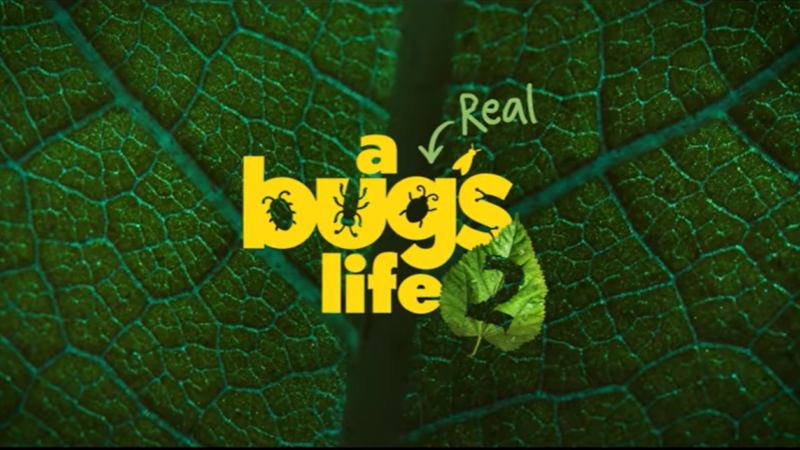Regarder la saison 2 de ‘Une vraie vie de insectes’ sur National Geographic