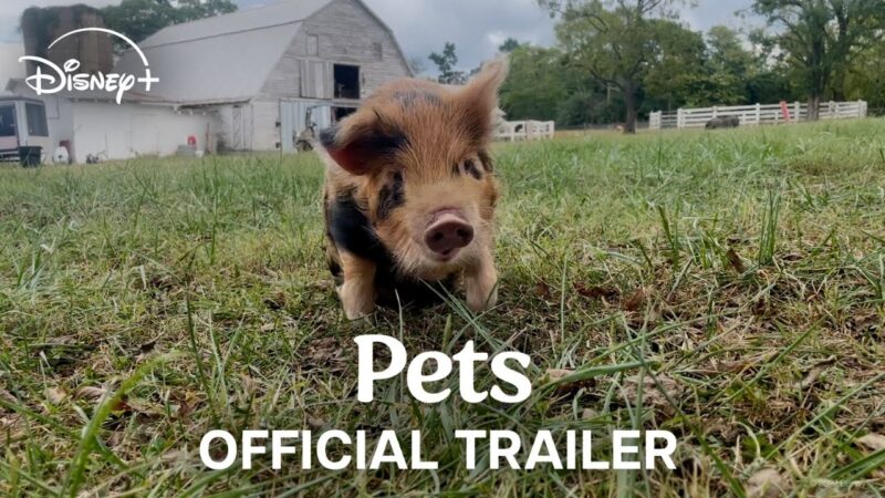Les Animaux de Compagnie | Bande-Annonce Officielle | Disney+