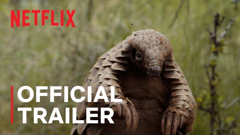 Pangolin : Le Voyage de Kulu | Bande-Annonce Officielle | Netflix