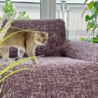 Tips for Pet and Child-Friendly Interiors