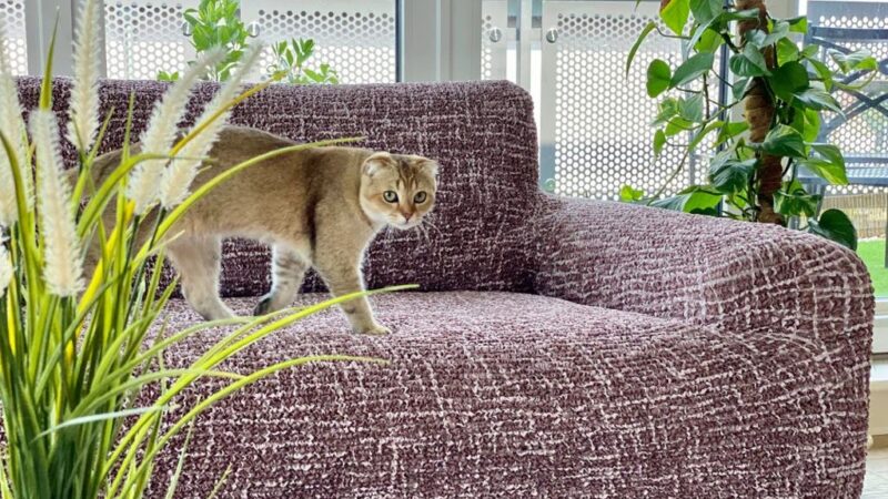Aménager un intérieur adapté aux enfants et aux animaux
