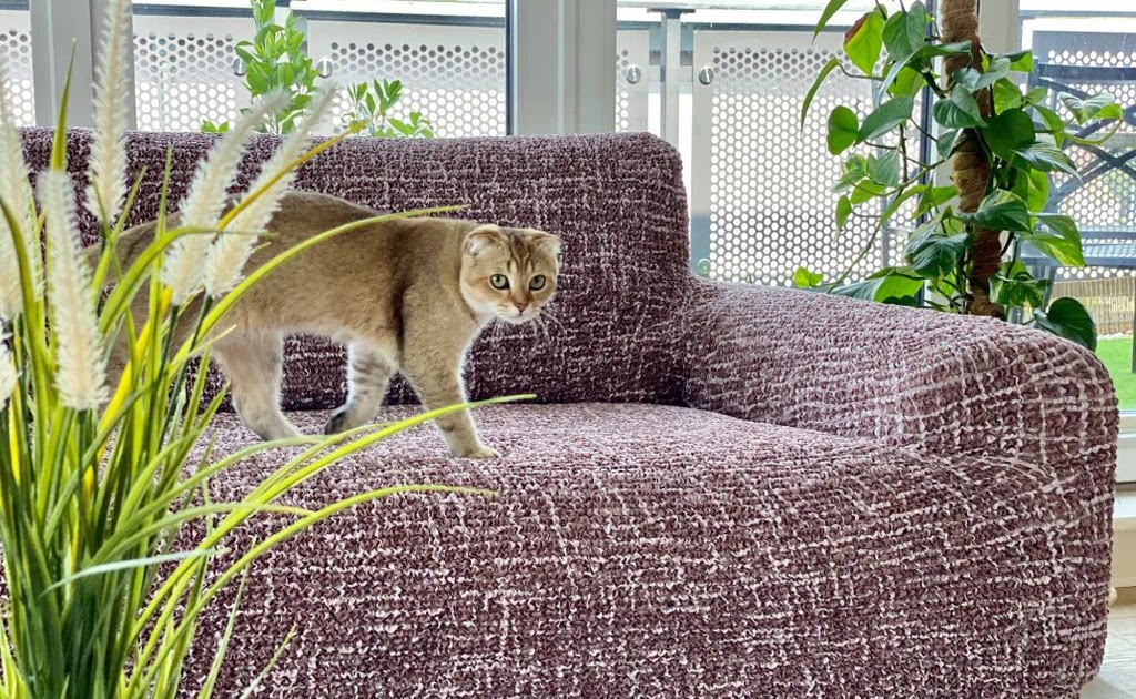 Aménager un intérieur adapté aux enfants et aux animaux