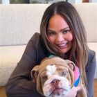 Chrissy Teigen and John Legend Rescue Dog Months After Their Dog Passed Away