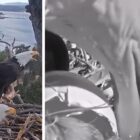 Bald Eagle Power Couple Hatches Eaglets After Years of Tragic Losses, on Video
