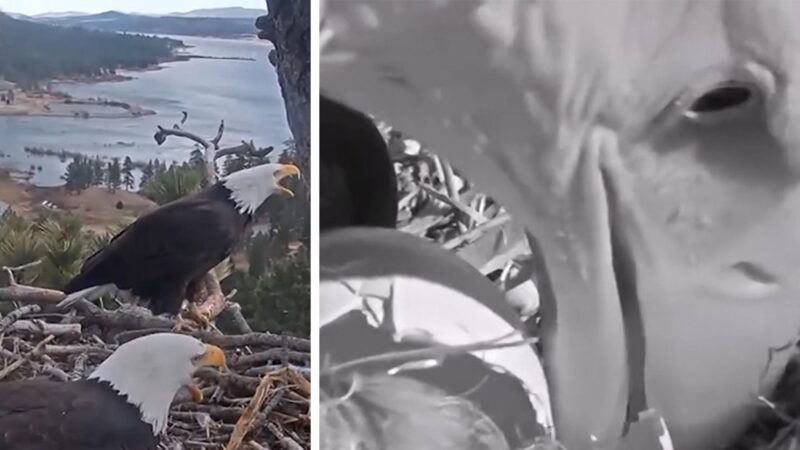 Les aigles de Big Bear accueillent deux nouveaux poussins en direct webcam