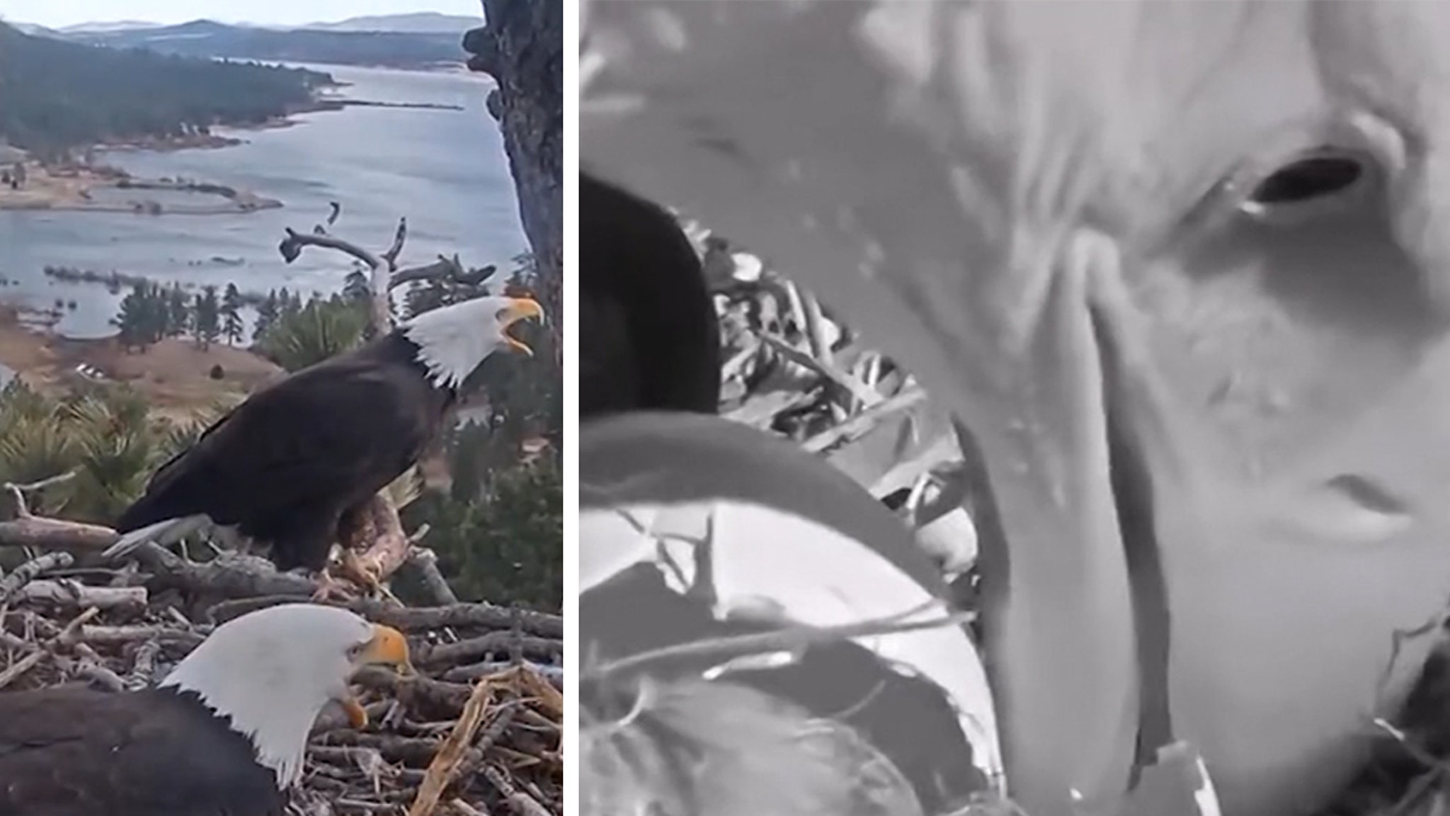 Les aigles de Big Bear accueillent deux nouveaux poussins en direct webcam