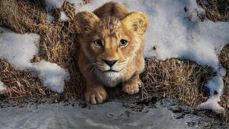 Mufasa : le Roi Lion – Date et heure de sortie sur Disney Plus