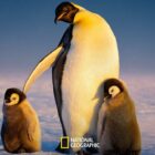 Secrets of the Penguins on Disney+ trailer
