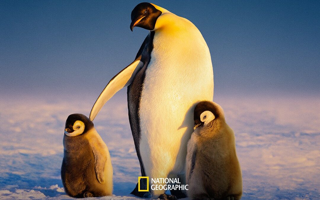Trailer des secrets des pingouins sur Disney+