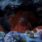 Octopus! Trailer and Key Art Revealed by Prime Video