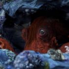A still from Octopus!