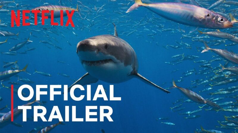 Tous les Sharks | Bande-annonce officielle | Netflix