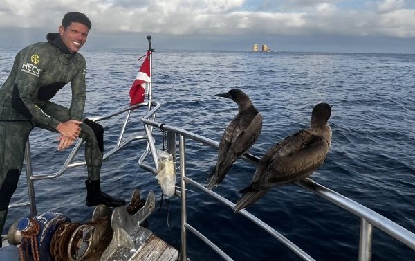 Un doc californien sur les requins brille dans un concours Netflix