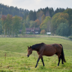 TV Shows About Horse Racing to Watch