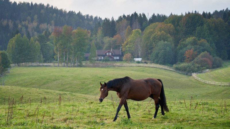 Les meilleures émissions de télévision sur les courses de chevaux à découvrir
