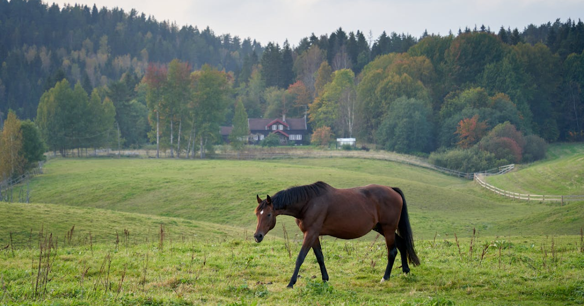 Les meilleures émissions de télévision sur les courses de chevaux à découvrir