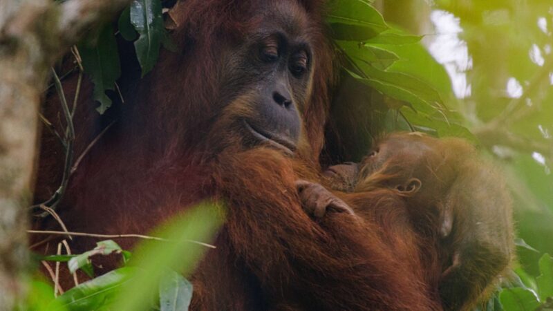 Disneynature’s ‘Orangutan’ : Découvrez la première bande-annonce avant sa première sur Disney+.
