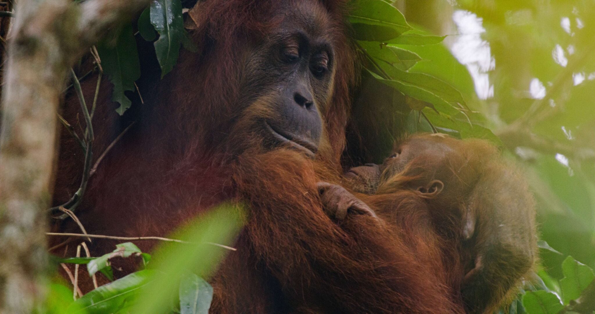 Disneynature’s ‘Orangutan’ : Découvrez la première bande-annonce avant sa première sur Disney+.