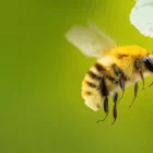 Secrets Of The Bees: Now Streaming, Trailer & Where To Watch