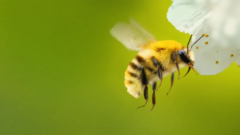 Secrets Of The Bees : Bande-annonce, détails de diffusion et ce que l’on sait.