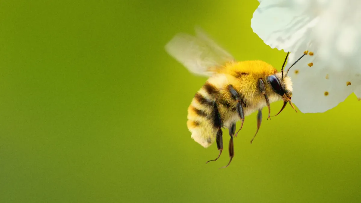 Secrets Of The Bees : Bande-annonce, détails de diffusion et ce que l’on sait.