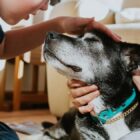 How To Care For Senior Dogs, According to Veterinarians