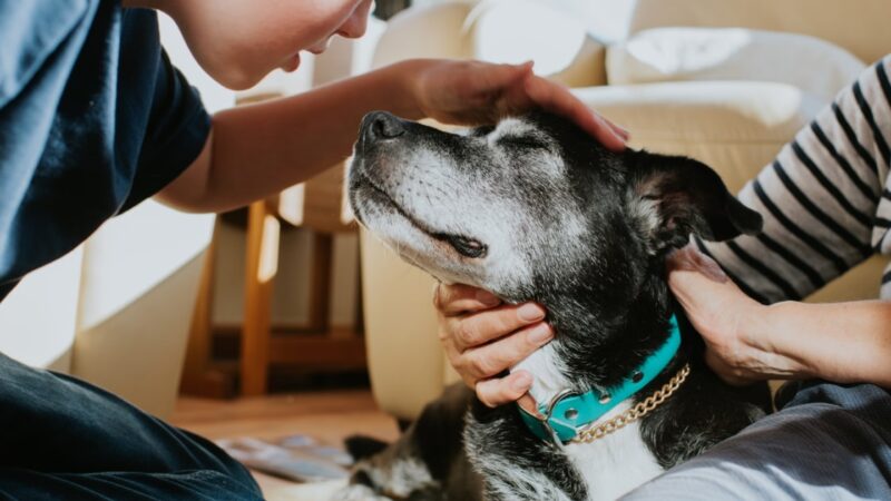 Les chiens seniors : Conseils vétérinaires pour en prendre soin efficacement.