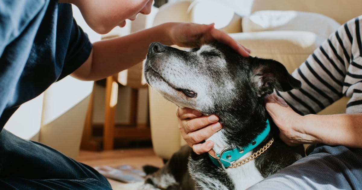 Les chiens seniors : Conseils vétérinaires pour en prendre soin efficacement.