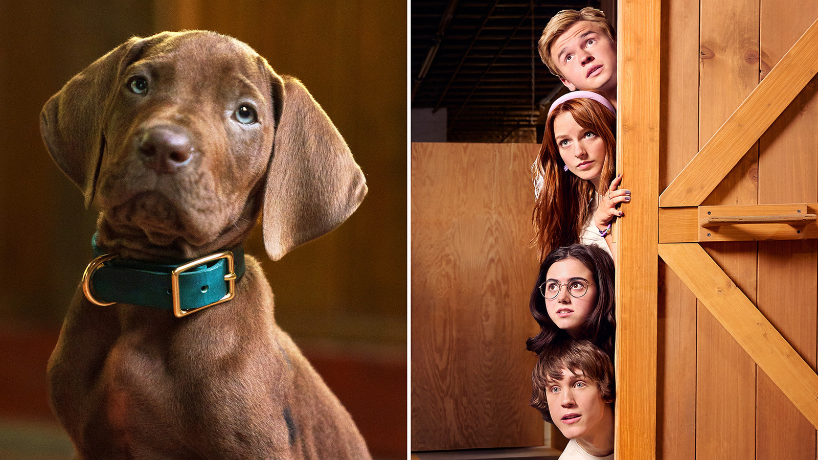 Scooby-Doo Origins : Première image de la série live-action Netflix avec un vrai chien.