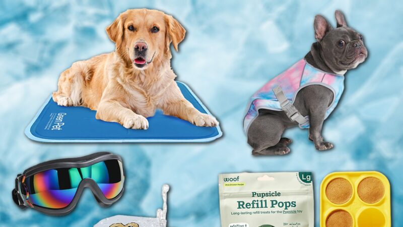 « Summer Pet Essentials : Découvrez les must-haves pour votre compagnon cet été sur Amazon. »