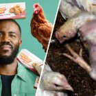 8 Disturbing Fried Chicken Facts From Netflix’s Big Chicken: Fast Food Conspiracy’ Documentary
