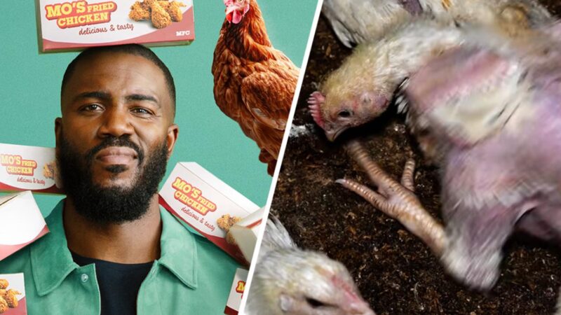 Big Chicken : Les 8 faits troublants sur le fast-food révélés par le documentaire Netflix.