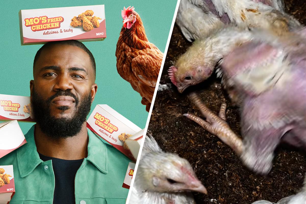 Big Chicken : Les 8 faits troublants sur le fast-food révélés par le documentaire Netflix.