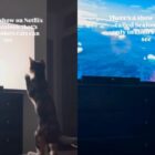 Cat Discovers a Netflix Show Made in Colors She Can See & Immediately Gets Hooked