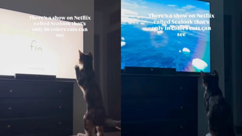 Cat : Une série Netflix captivante qui enchante les amateurs de couleurs, découvrez de quoi il s’agit !